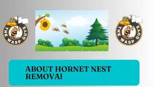 ABOUT HORNET NEST REMOVAl