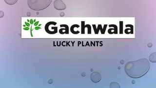 Lucky Plants
