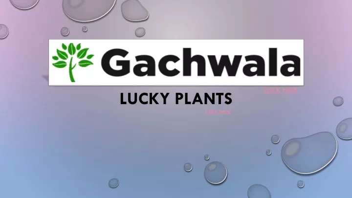lucky plants
