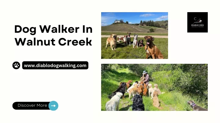 dog walker in walnut creek