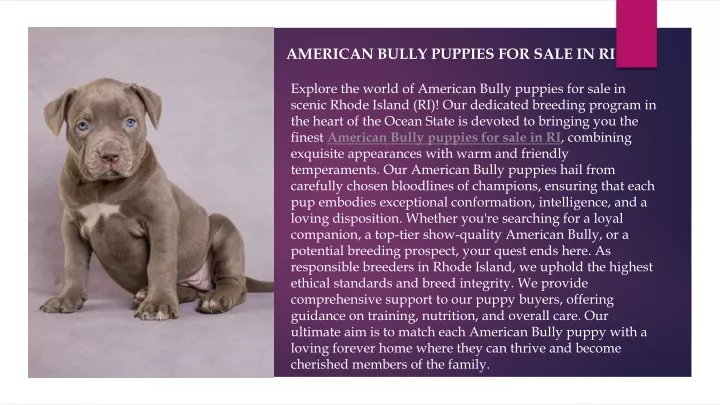 american bully puppies for sale in ri