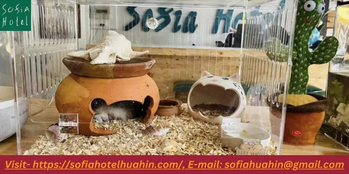 visit https sofiahotelhuahin com e mail