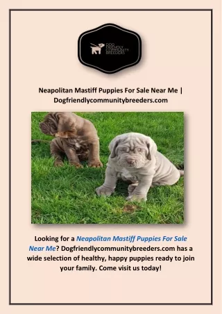 Neapolitan Mastiff Puppies For Sale Near Me