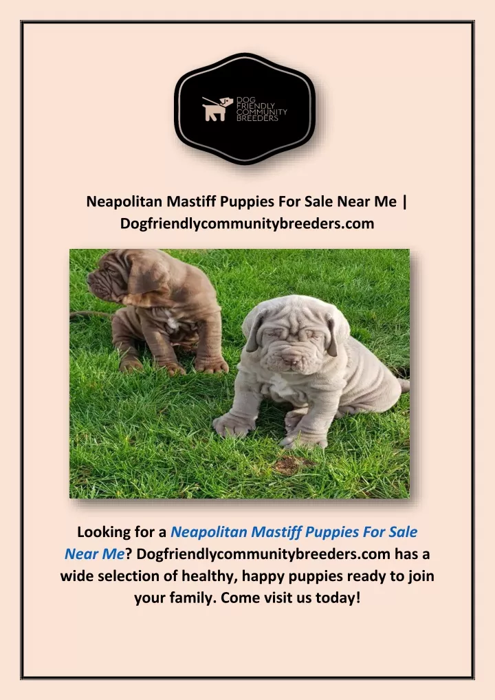 neapolitan mastiff puppies for sale near