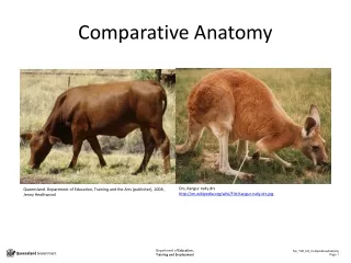 comparative anatomy
