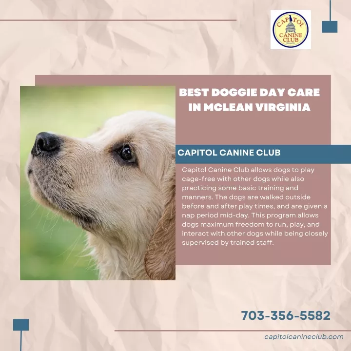 best doggie day care in mclean virginia