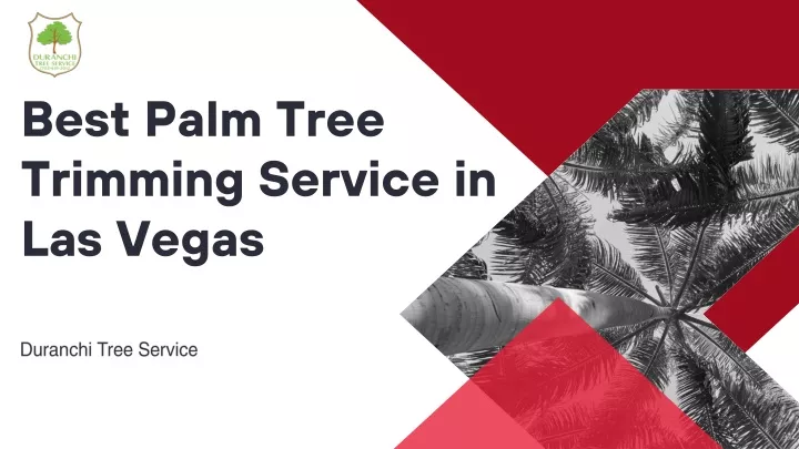 best palm tree trimming service in las vegas