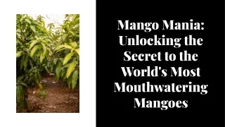 Unlocking The Secret To The Worlds Most Mouthwatering Mangoes - LiciousMangoes