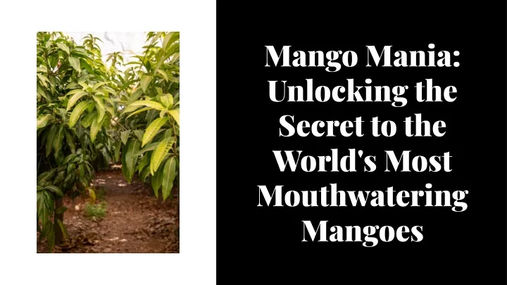 mango mania unlocking the secret to the world
