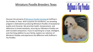Miniature Poodle Breeders Texas