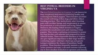 Best Pitbull Breeders In Virginia VA