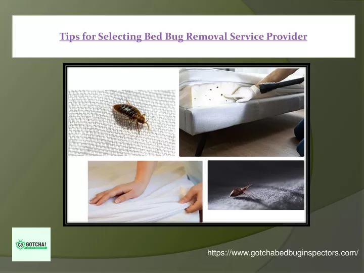 tips for selecting bed bug removal service