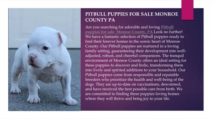 pitbull puppies for sale monroe county pa
