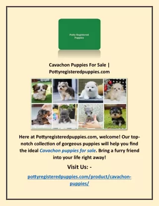 Cavachon Puppies For Sale | Pottyregisteredpuppies.com