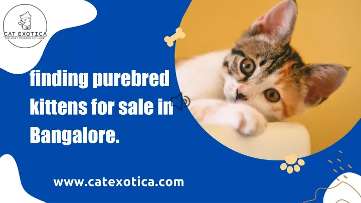 finding purebred kittens for sale in bangalore