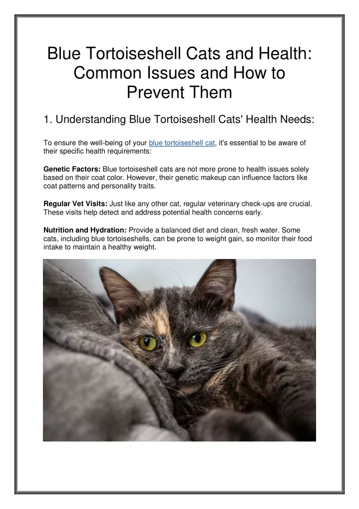 blue tortoiseshell cats and health common issues
