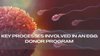 Key Processes Involved In An Egg Donor Program