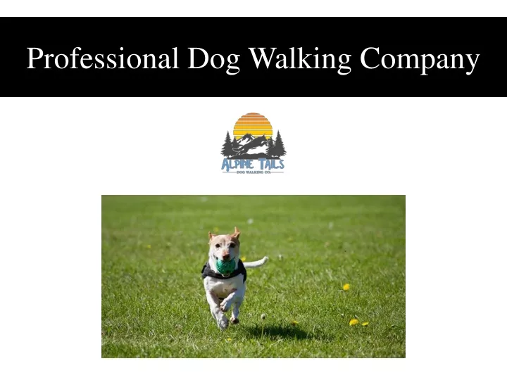 professional dog walking company