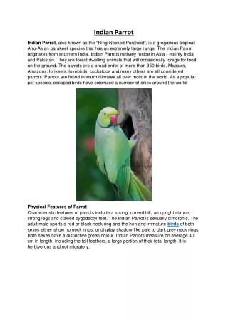 indian parrot
