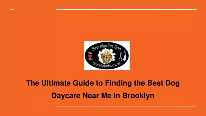 the ultimate guide to finding the best dog daycare near me in brooklyn