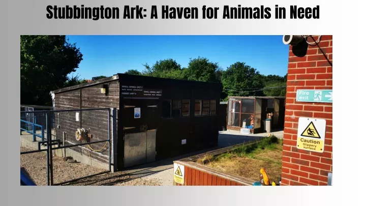 stubbington ark a haven for animals in need