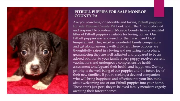 pitbull puppies for sale monroe county pa