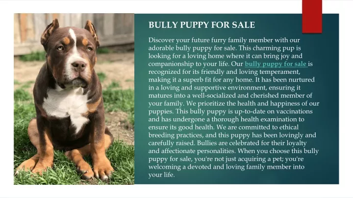 bully puppy for sale