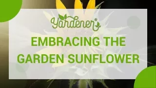 Embracing the Garden Sunflower