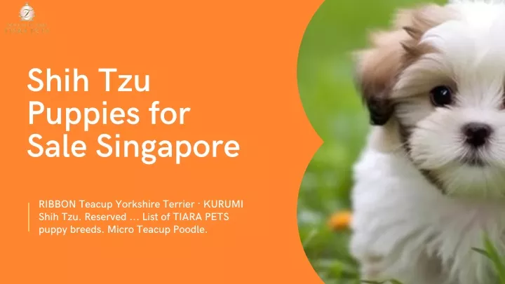 shih tzu puppies for sale singapore