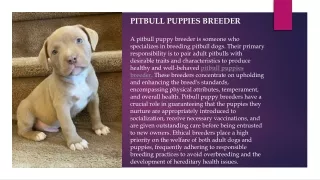 pitbull puppies breeder