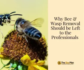Why Bee and Wasp Removal Should Be Left to the Professionals