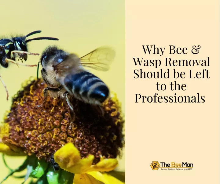 why bee wasp removal should be left