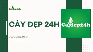 Cây Đẹp 24H - Chuyên cây công trình đẹp và dịch vụ cây xanh uy tín toàn quốc