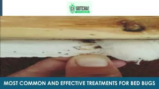 most common and effective treatments for bed bugs