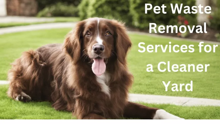 pet waste removal services for a cleaner yard