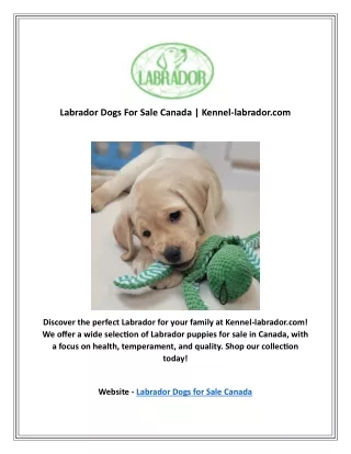 Labrador Dogs For Sale Canada | Kennel-labrador.com