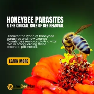 Honeybee Parasites & The Crucial Role Of Bee Removal