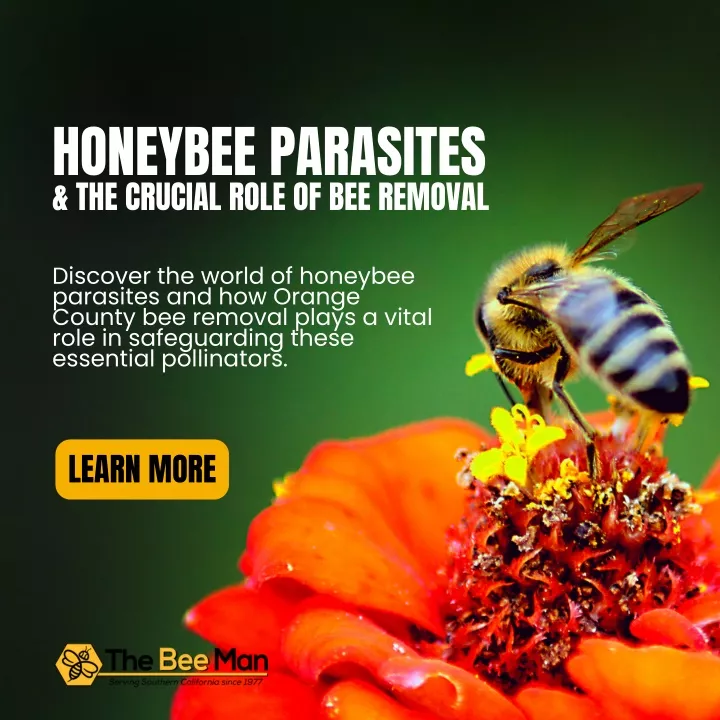 honeybee parasites the crucial role of bee removal