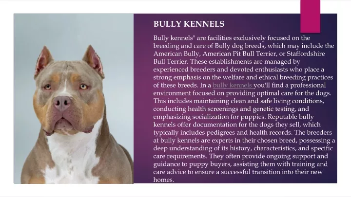 bully kennels