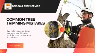 Common Tree Trimming Mistakes