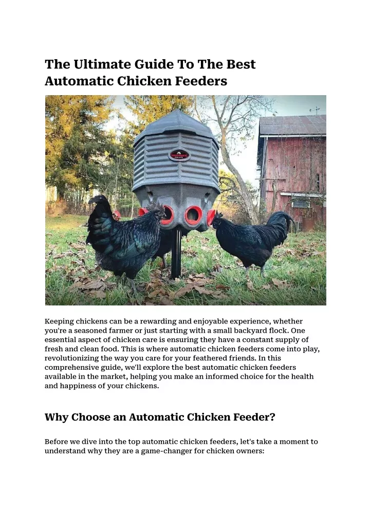 the ultimate guide to the best automatic chicken