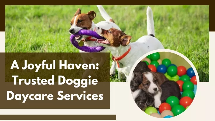 a joyful haven trusted doggie daycare services
