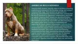 American bully kennels