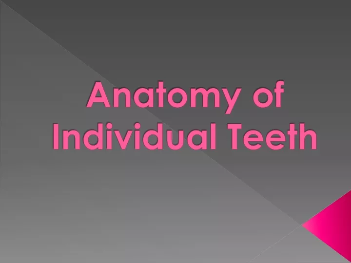 anatomy of individual teeth