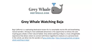 grey whale watching baja