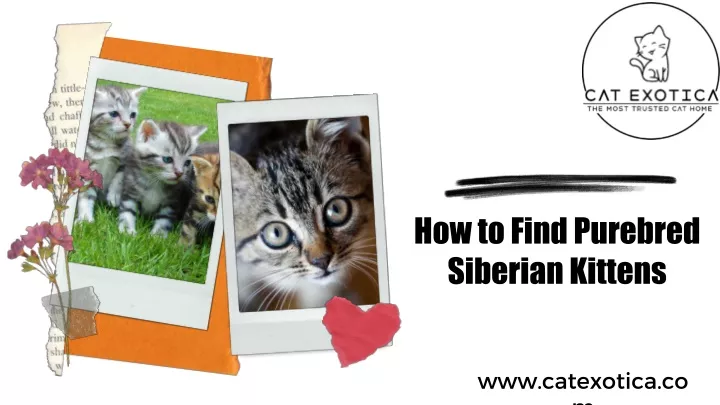 how to find purebred siberian kittens