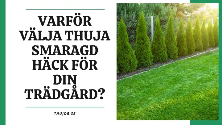 varf r v lja thuja smaragd h ck f r din tr dg rd