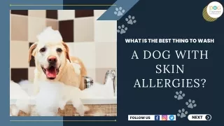 What Is the Best Thing to Wash a Dog with Skin Allergies