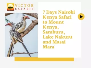 7 Days Nairobi Kenya Safari to Mount Kenya, Samburu, Lake Nakuru and Masai Mara