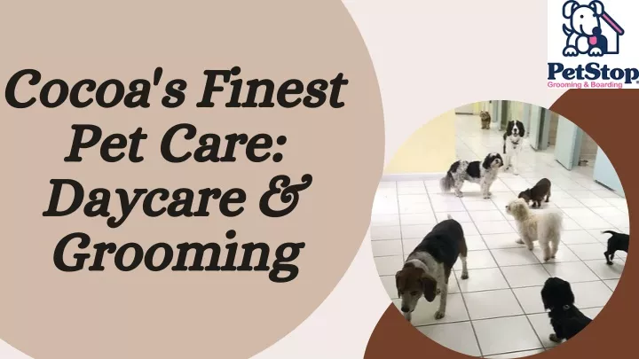 cocoa s finest pet care daycare grooming